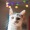 a cat indoors